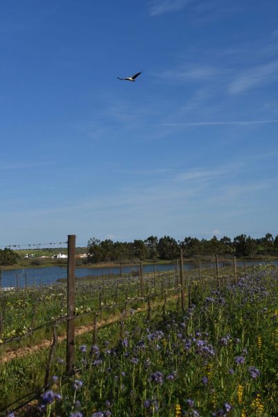 1-Bluete-Weinberg-und-Storch-scaled