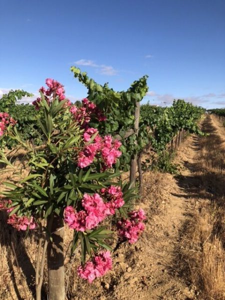 F40ECB87-CA25-457D-A2A9-12D066CB50AB-e1597291995805