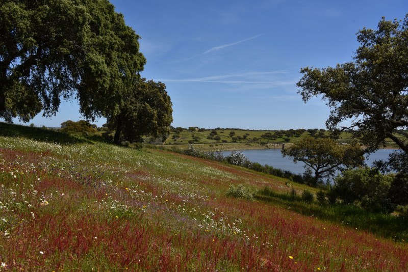 28-Spontane-Vegetation-Korkeiche-und-Staussee