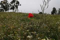 IMG-20200319-WA0021