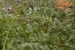 IMG-20200319-WA0155