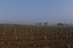 Neuanlage-Weinberg