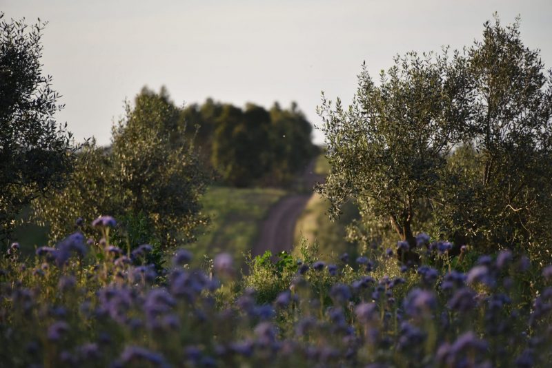 15-Bluete-Oliven-Weg-scaled