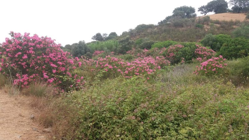 20160628_125214-scaled