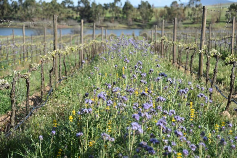 5-Aussaat-Weinberg-und-See-scaled