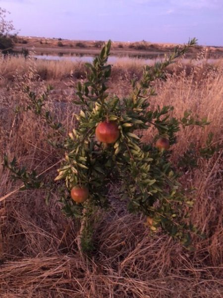 85088E9F-8A40-49D3-88A2-B38BA6A6B0E3-e1597292070716