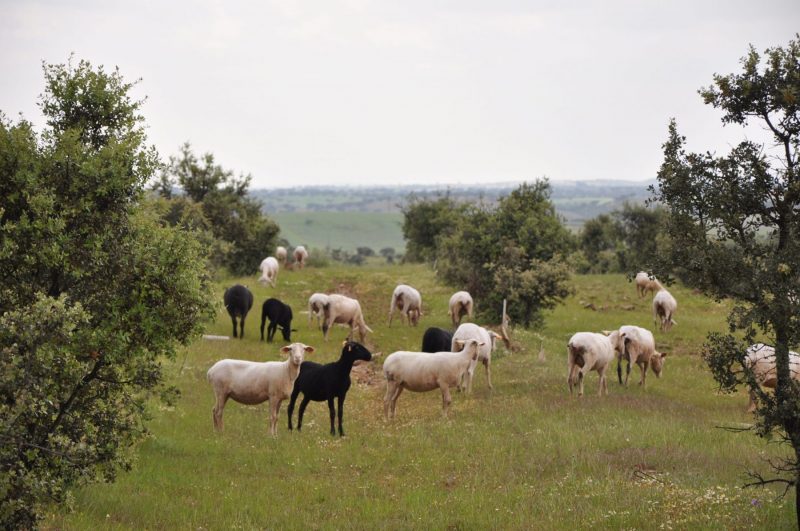 HDL-Schafsherde-scaled