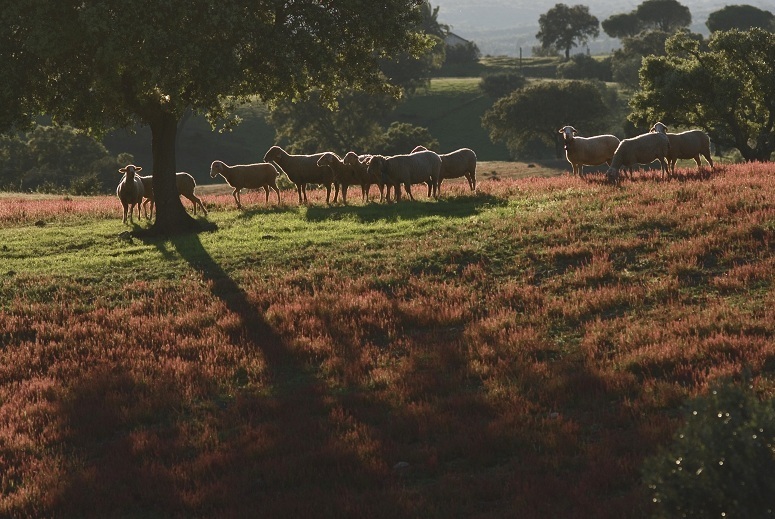 Schafe-unter-Korkeichen